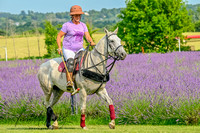 Staged lavender photos